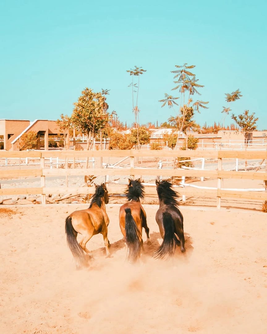 Les inseparables Hermés, Zeus et Apollon, nos adorables poneys qui n’attendent que toi pour cavaler toute la journée !